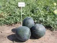 Арбуз Ред Стар F1 1000 с. Nunhems