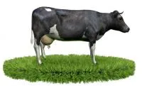 Комбикорм для Лактирующих Коров COW