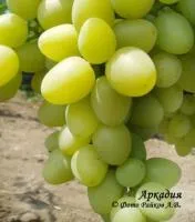 Саженцы винограда Аркадия