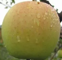 Саженцы яблони Голден Делишес Рейнджерс 2-х летка