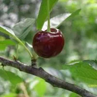 Саженцы вишни Тургеневка