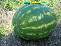 Арбуз Атаман F1 (1000 с) Hazera