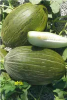 Дыня ХАБАЛОН F1 (500 семян) Enza Zaden
