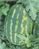 Арбуз СТАРБАРСТ F1 (1000 семян) Seminis