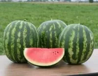 Арбуз КРИМСТАР F1 (1000 семян) Sakata