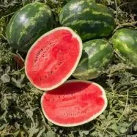 Арбуз ЮКОН F1 (1000 семян) (PR) Rijk Zwaan