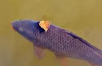 Рыба для пруда