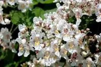 Катальпа бігноніевидна. Саджанці