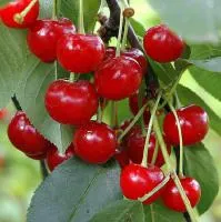 Саджанці вишни Панда